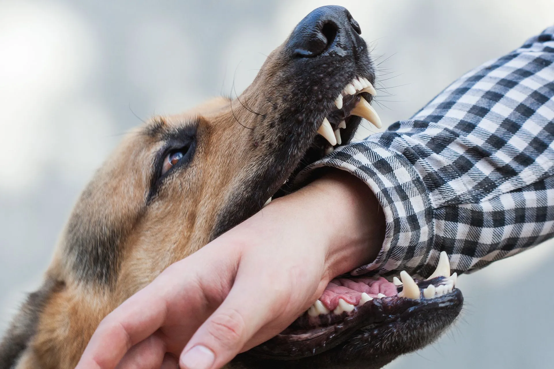 Dog-Bites-Legal Dog Bites